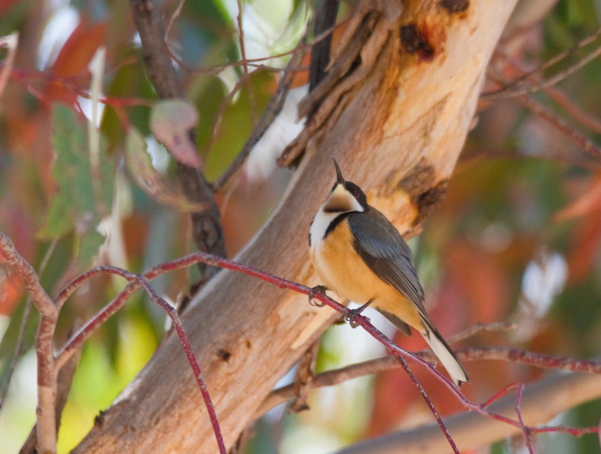 Eastern Spinebill - Kent Warner