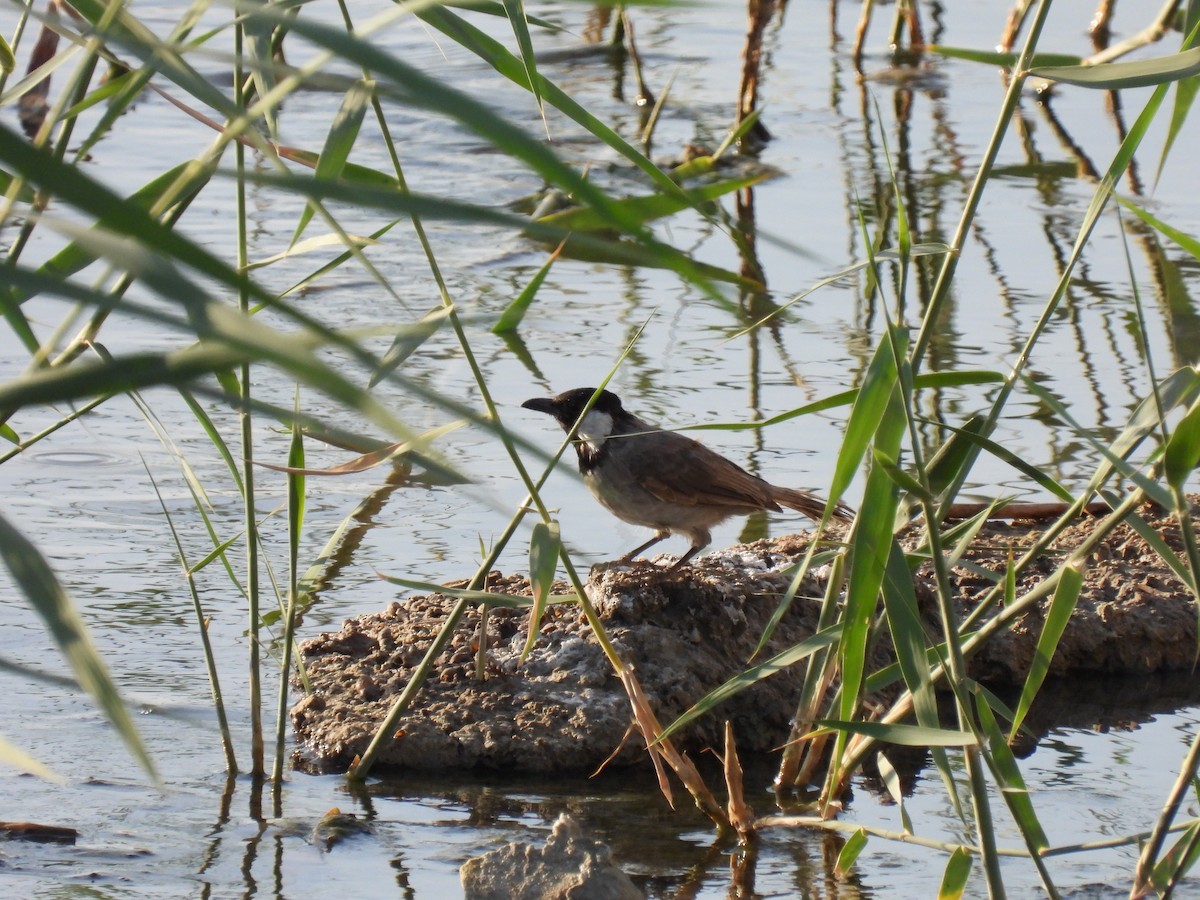 White-eared Bulbul - ML623776635