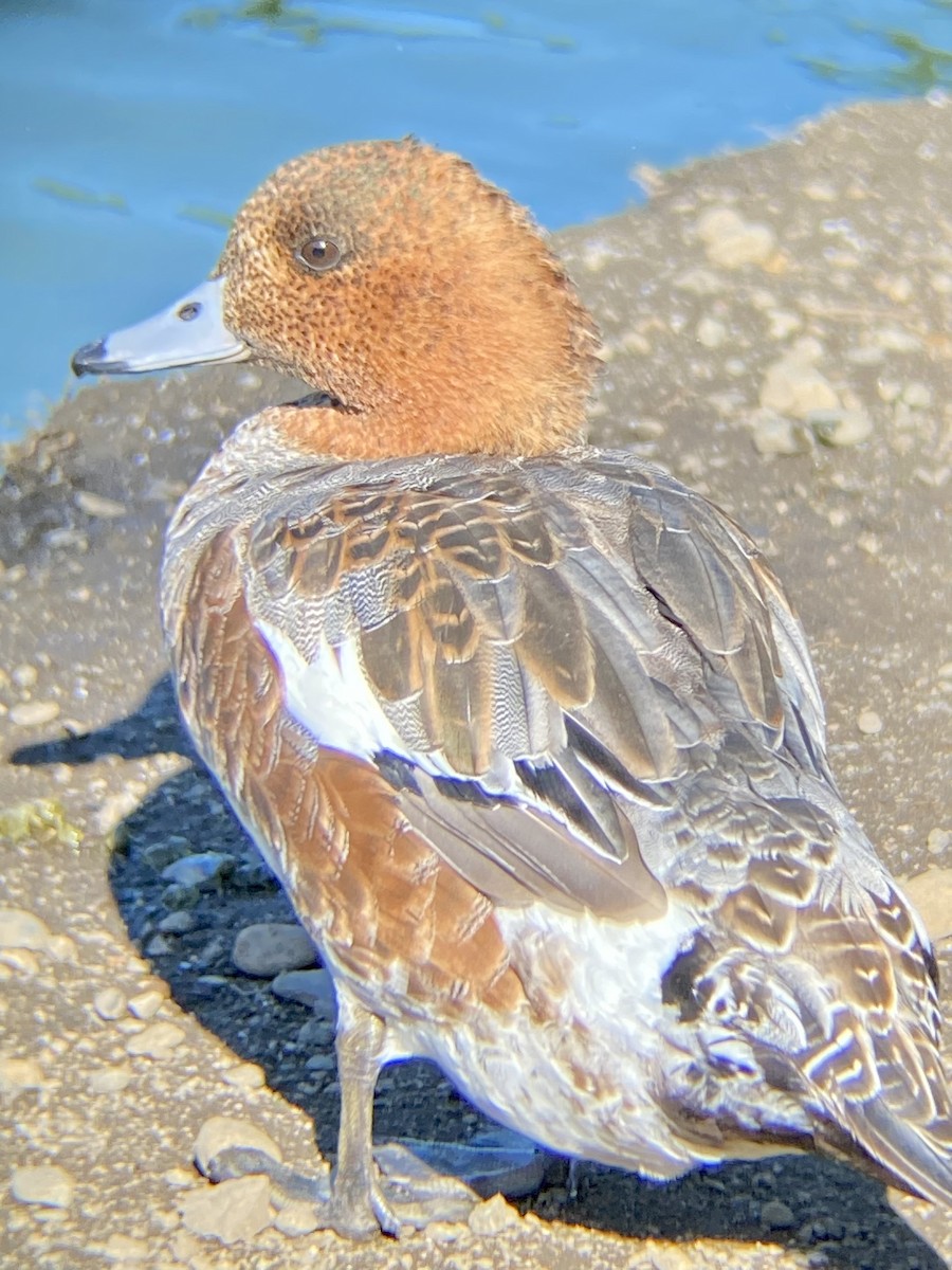 Eurasian Wigeon - ML623776641