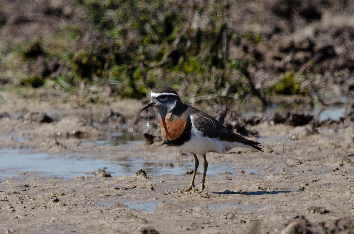 Rufous-chested Dotterel - Manuel Pinochet Rojas