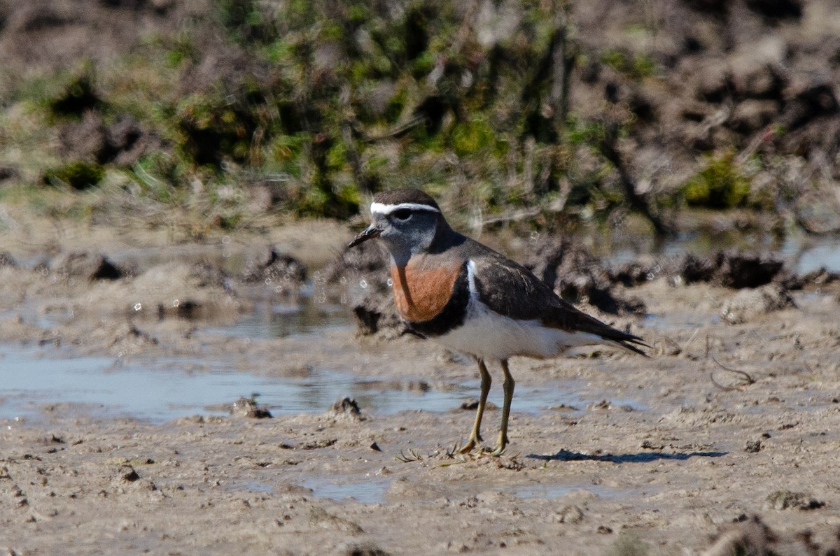 Rotbrust-Regenpfeifer - ML623776686