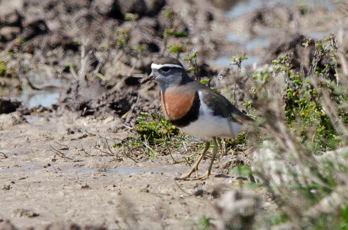 Rotbrust-Regenpfeifer - ML623776687