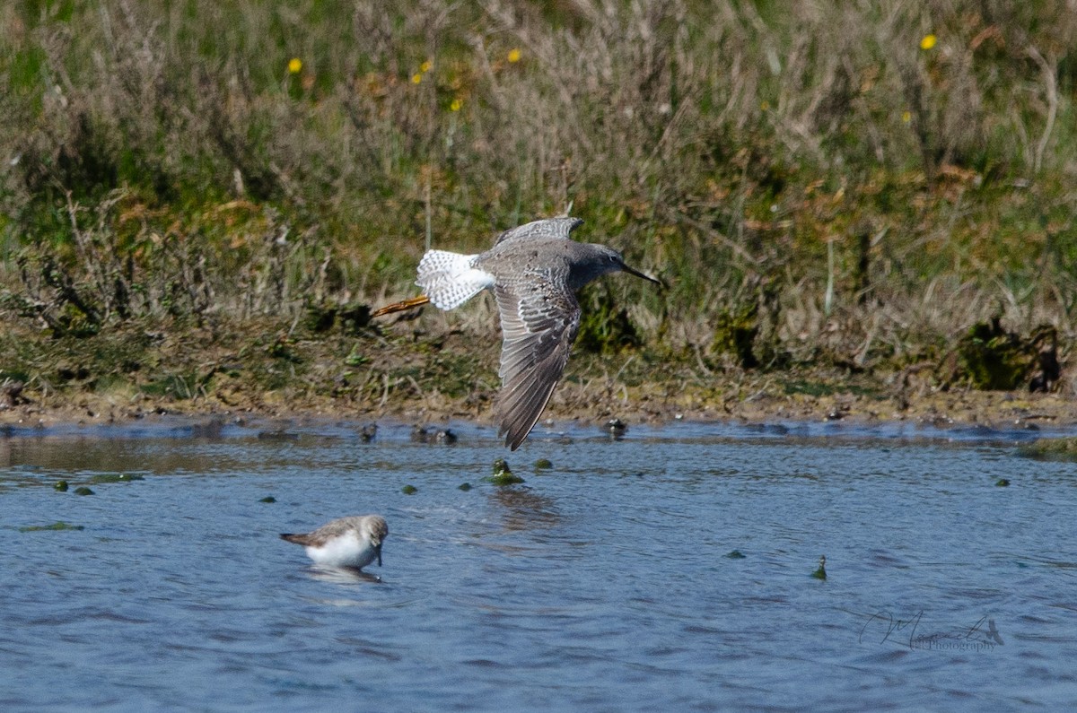 Lesser Yellowlegs - ML623776720