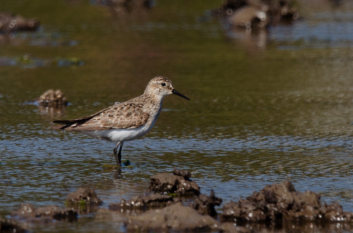 Baird's Sandpiper - ML623776742