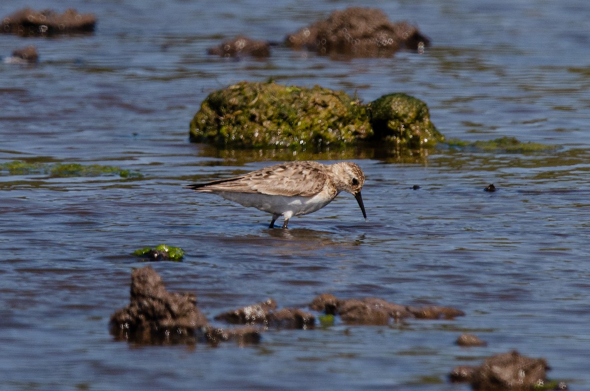 Baird's Sandpiper - ML623776743