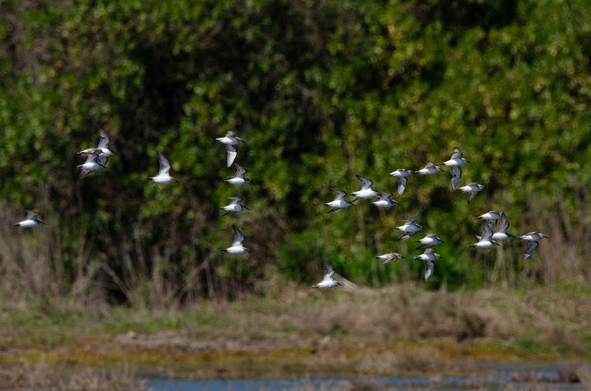 Baird's Sandpiper - ML623776746