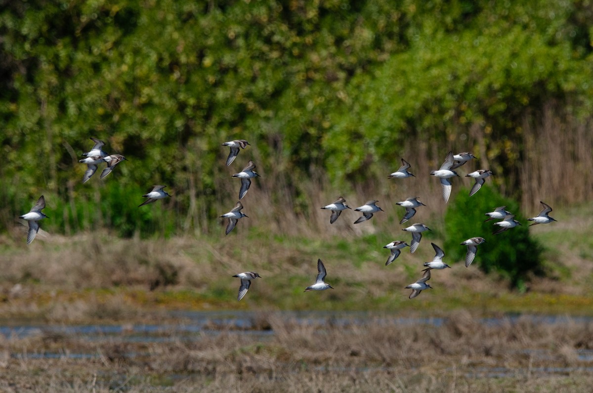 Baird's Sandpiper - ML623776748