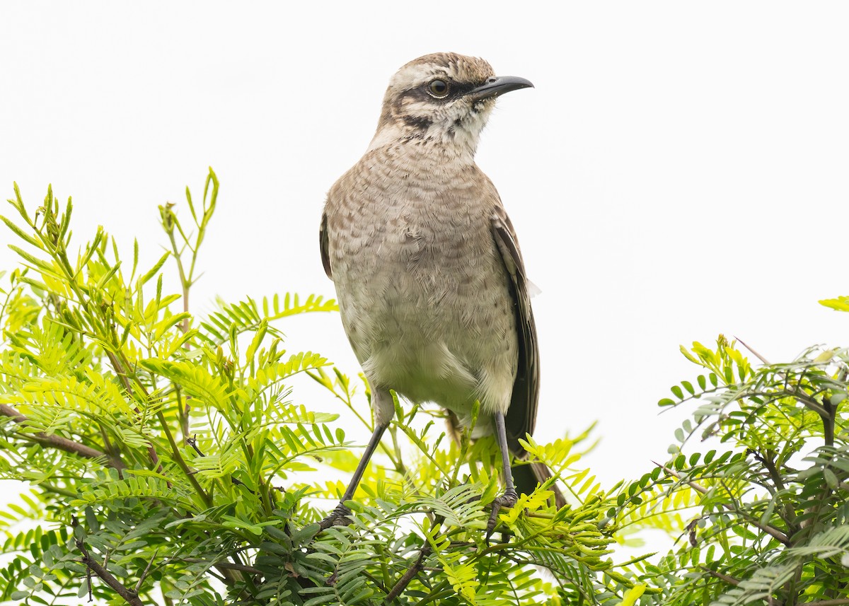 Long-tailed Mockingbird - ML623776797