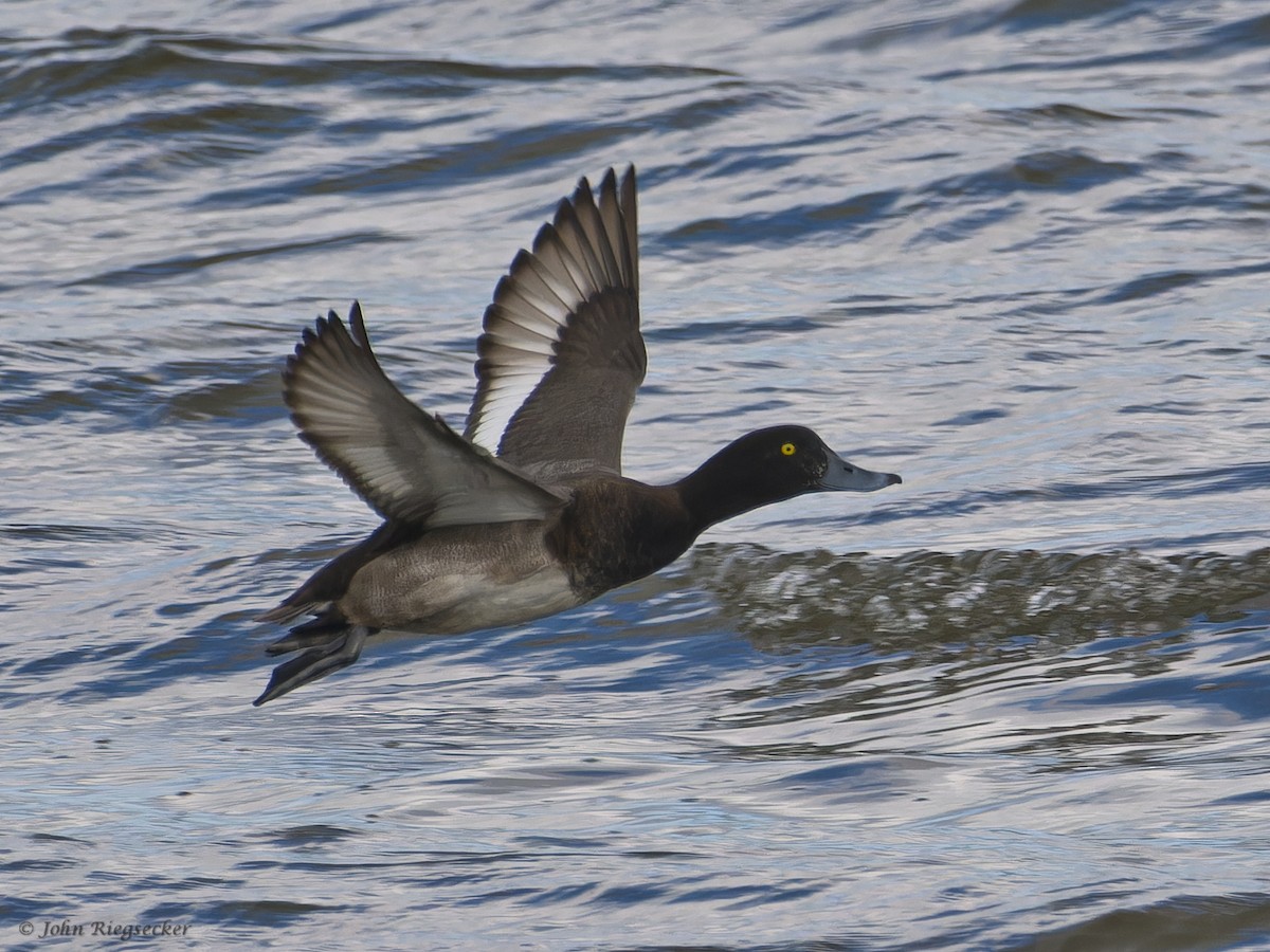 Greater Scaup - John Riegsecker