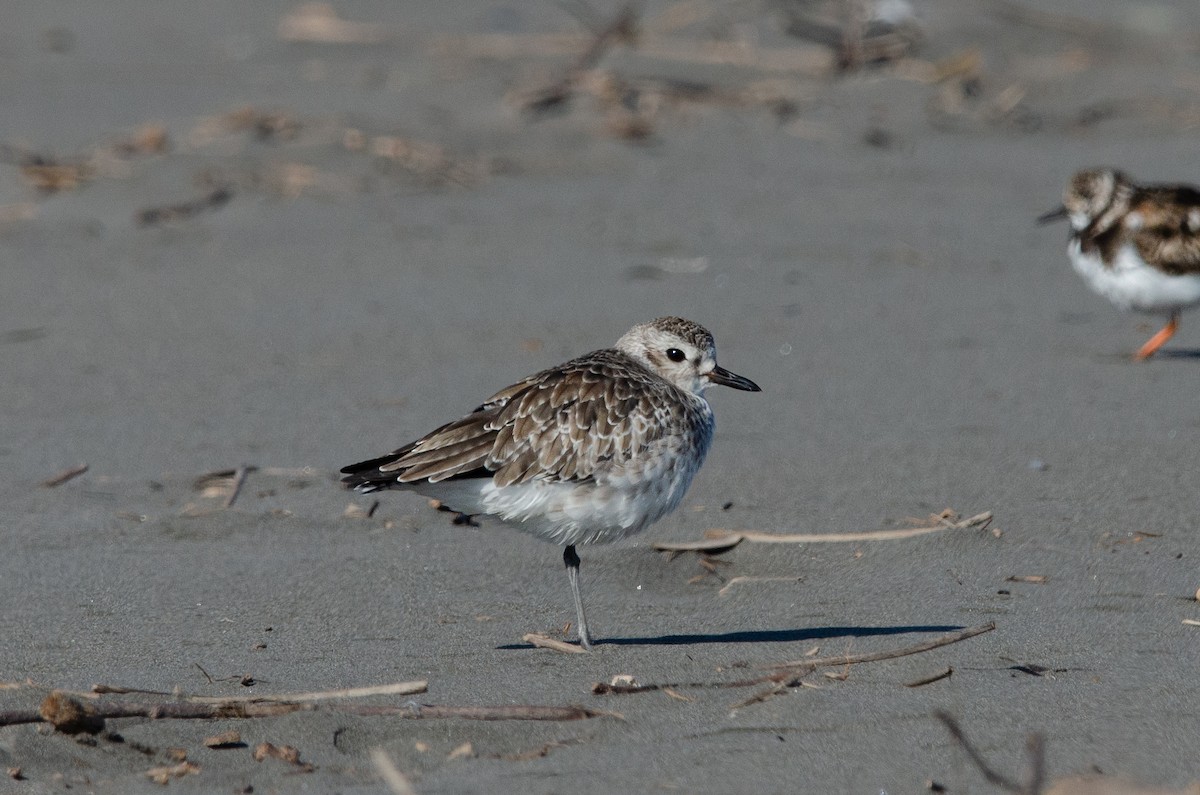 Black-bellied Plover - ML623776857