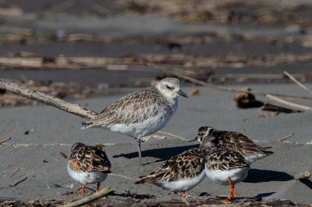 Black-bellied Plover - ML623776858