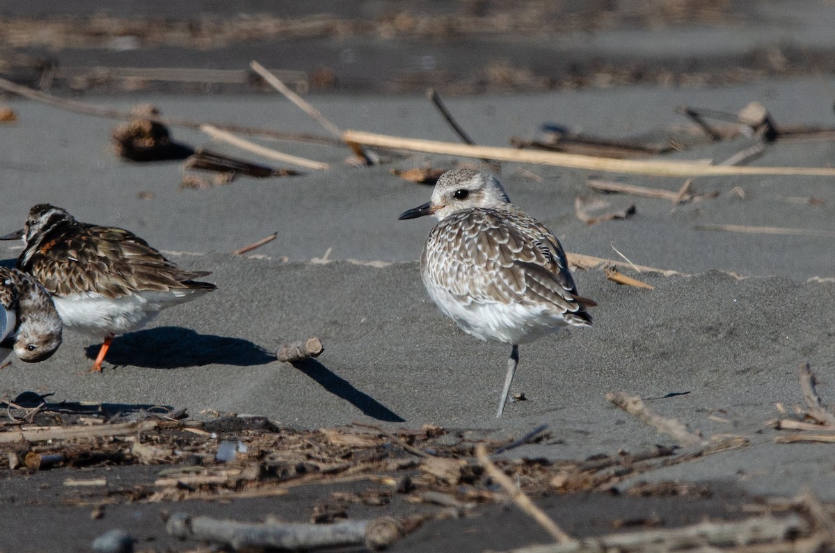 Black-bellied Plover - ML623776859