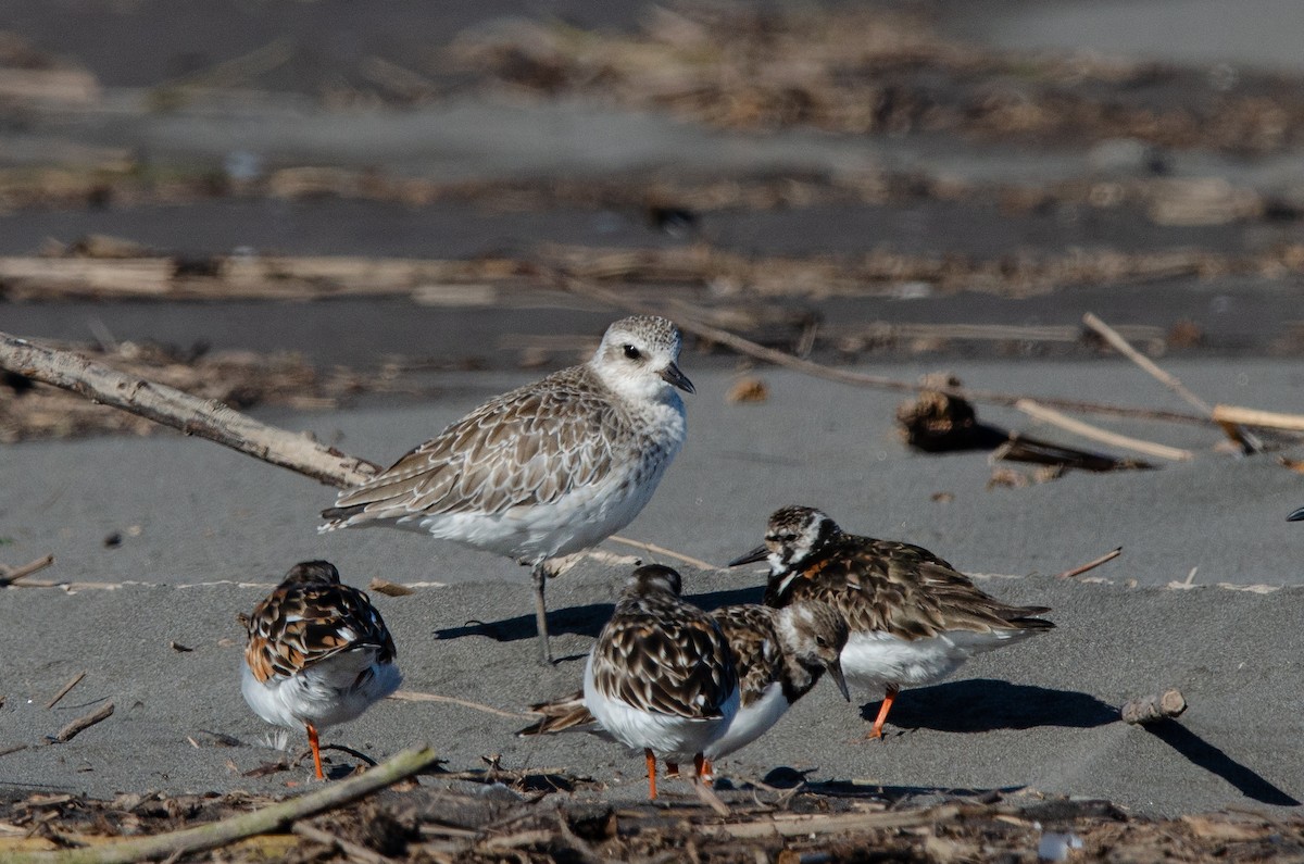 Black-bellied Plover - ML623776861