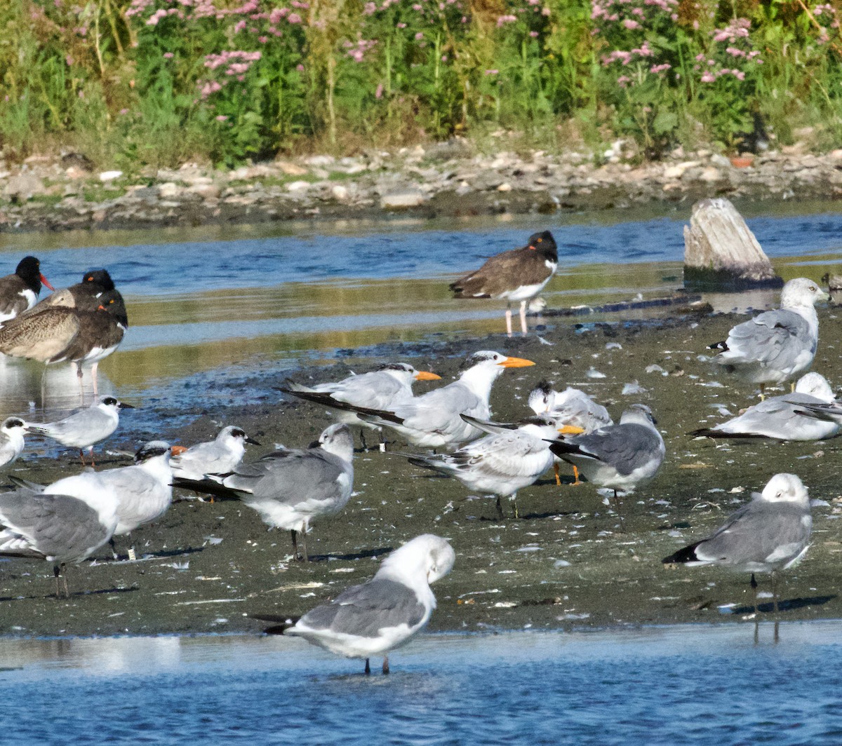 Royal Tern - ML623776863