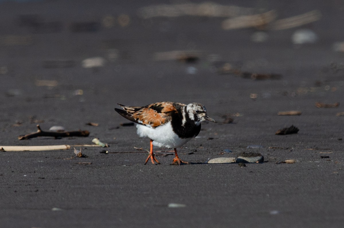 Ruddy Turnstone - ML623776876