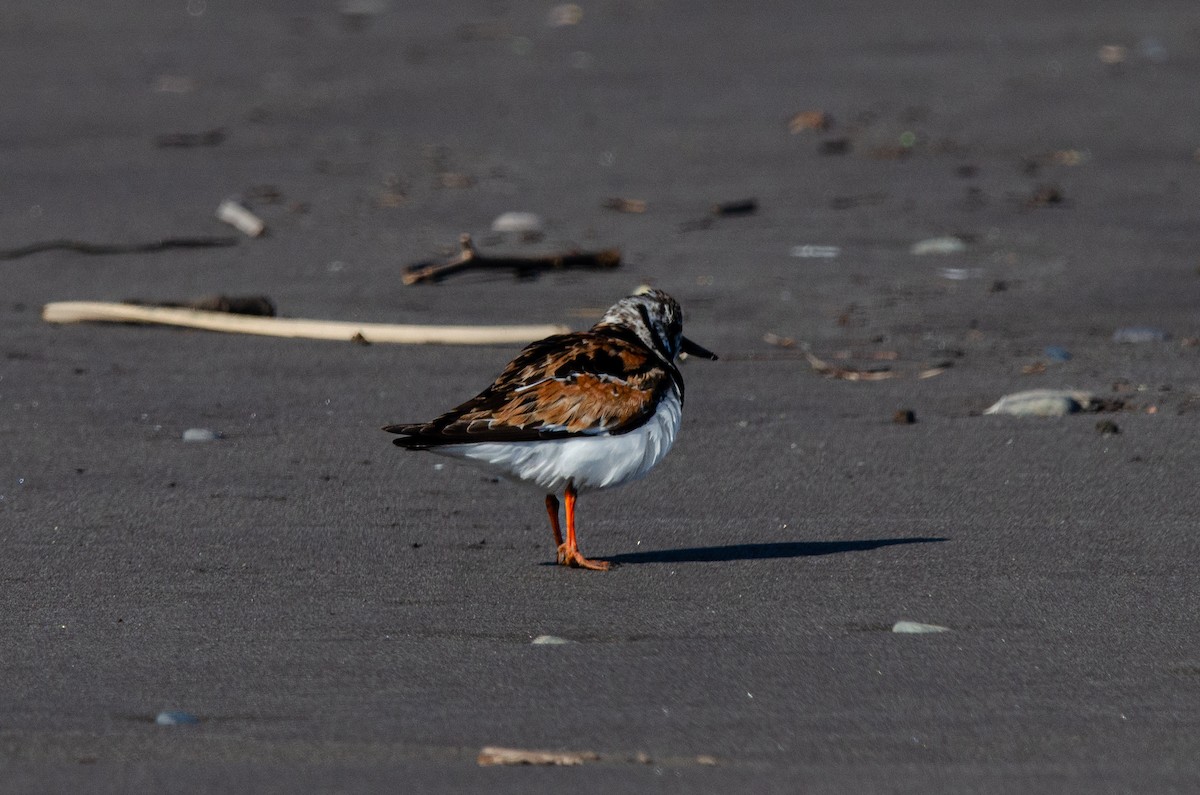 Ruddy Turnstone - ML623776877