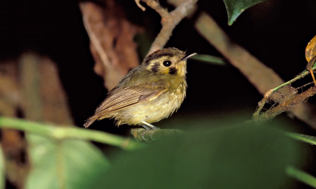 Stub-tailed Spadebill - ML623776884