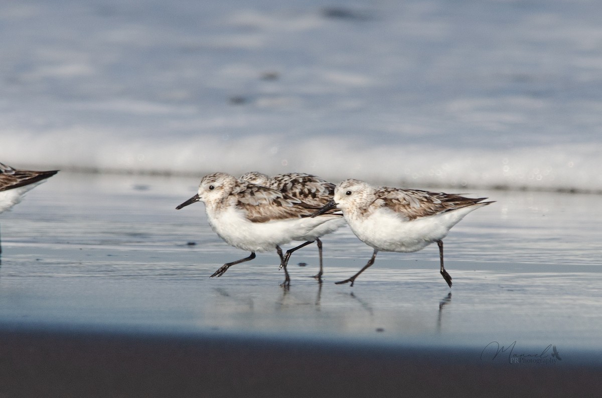 Sanderling - ML623776897