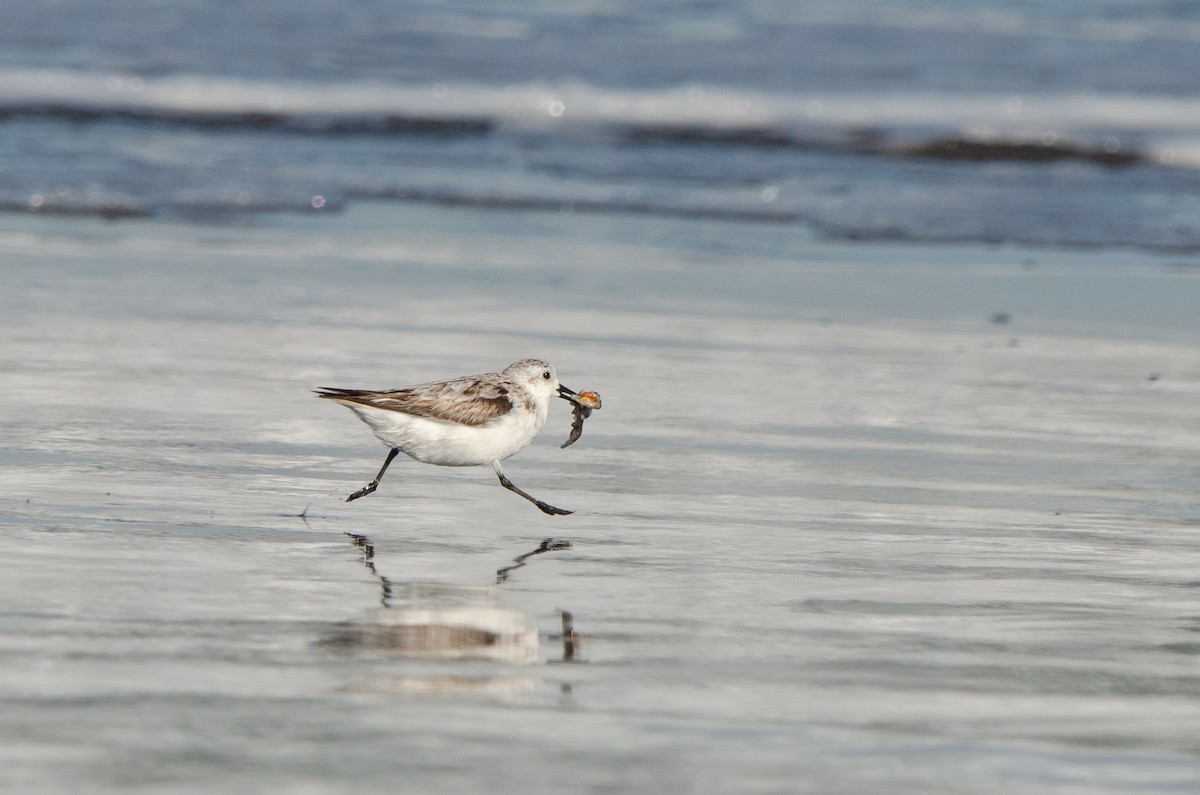 Sanderling - ML623776898