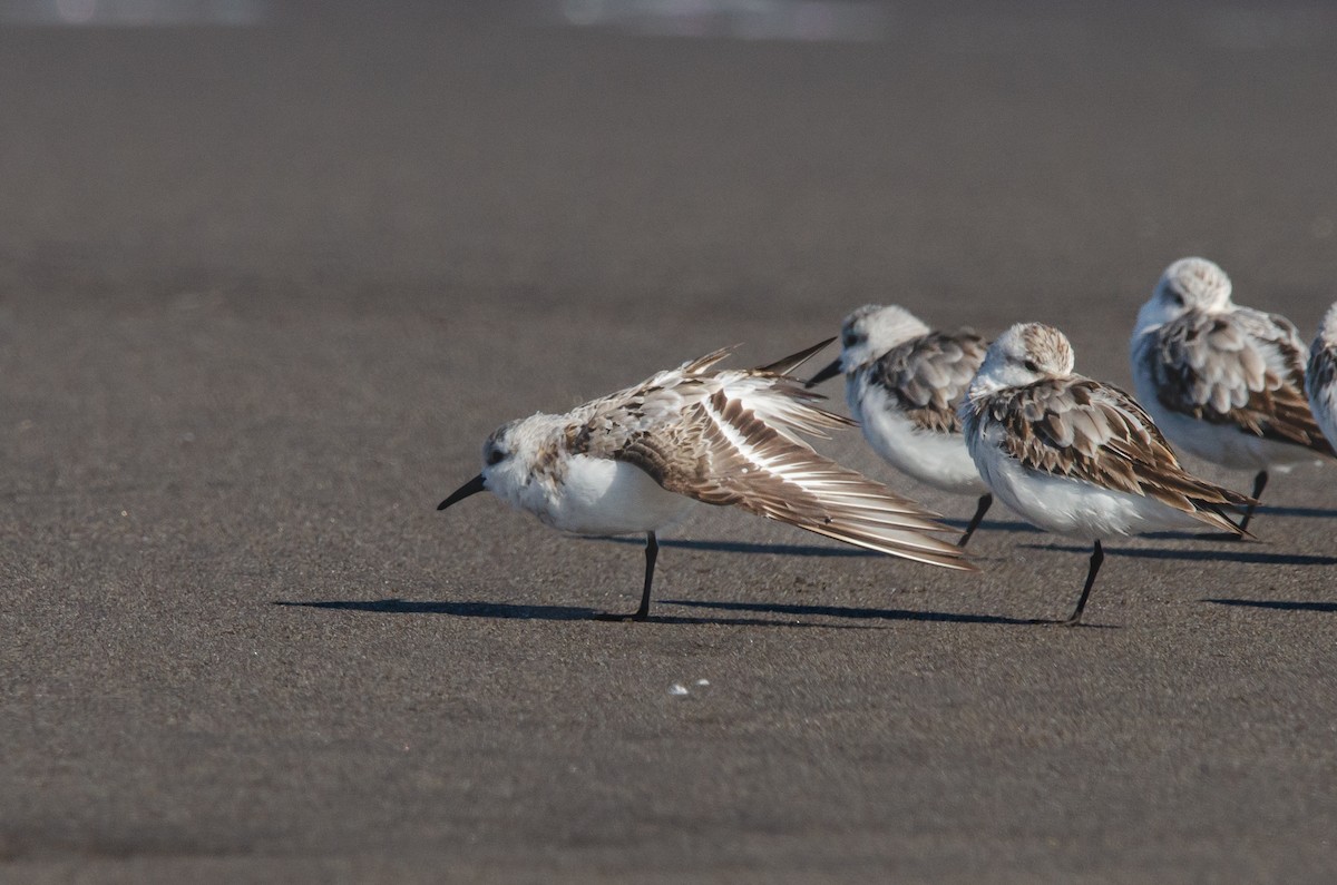 Sanderling - ML623776899