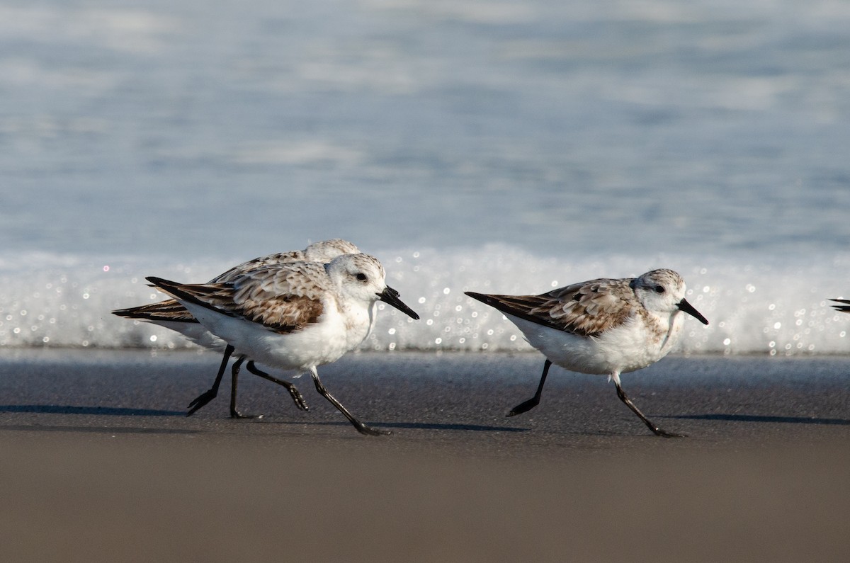 Sanderling - ML623776900