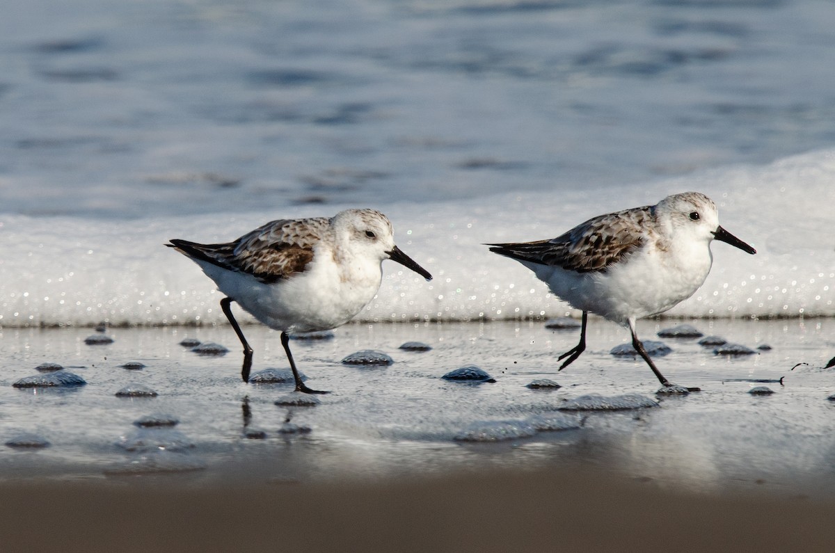 Sanderling - ML623776901