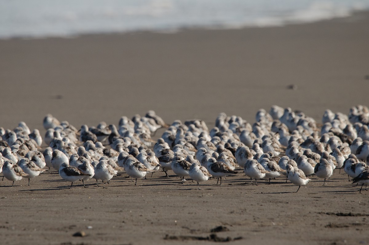 Sanderling - ML623776902