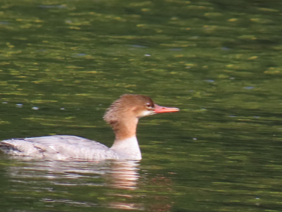 Common Merganser - Ericka Albright