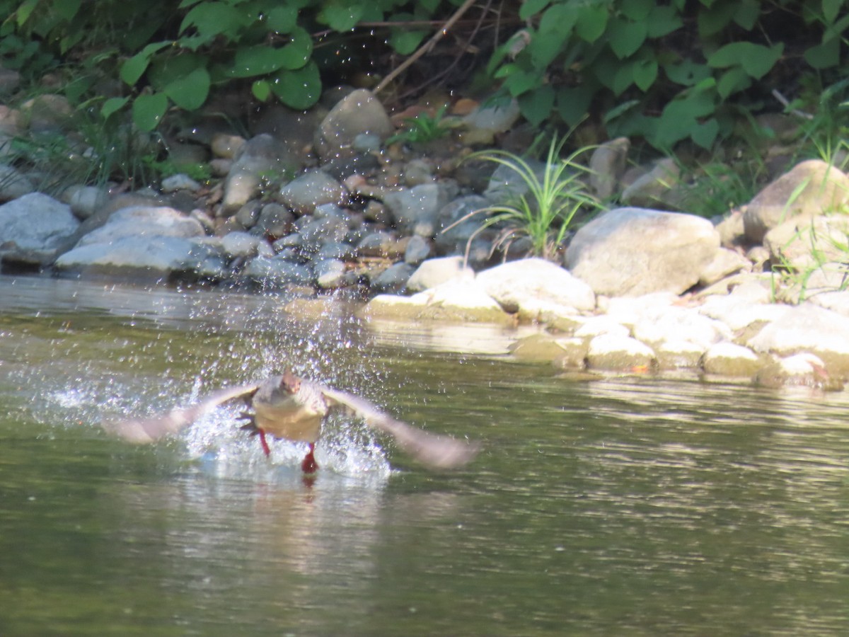 Common Merganser - ML623776930