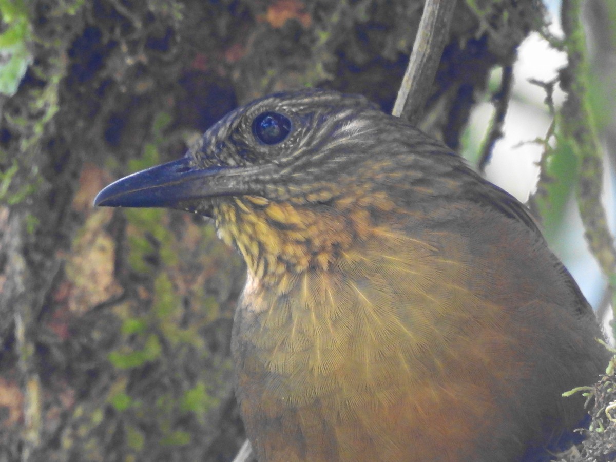 Streak-capped Treehunter - ML623776949