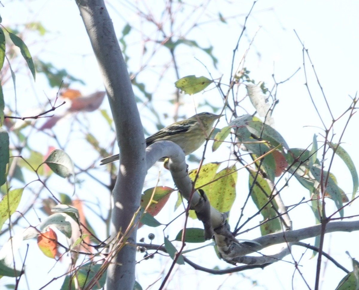 Blackpoll Warbler - ML623776980