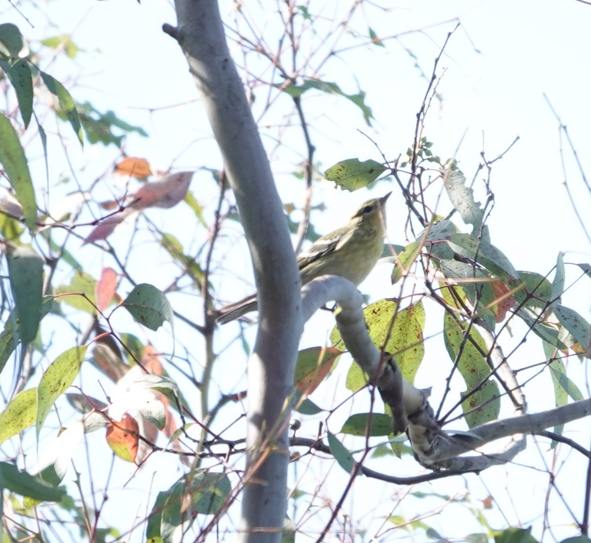 Blackpoll Warbler - ML623776981