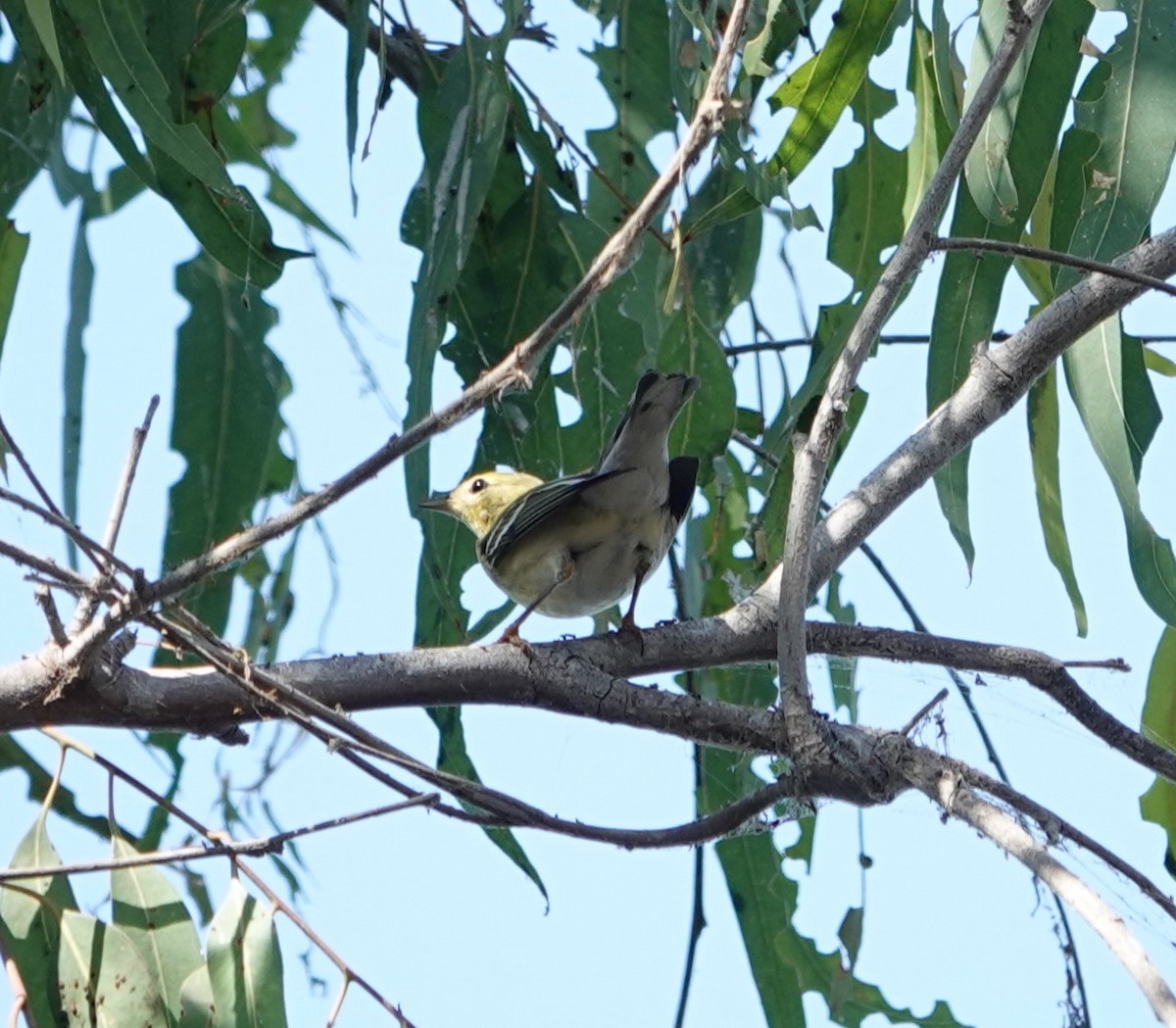 Blackpoll Warbler - ML623776983