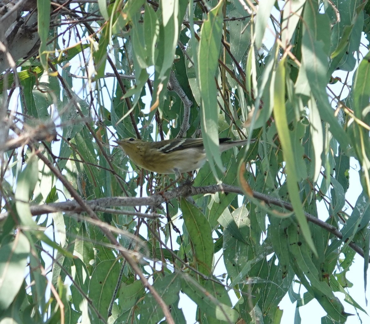 Blackpoll Warbler - ML623776984