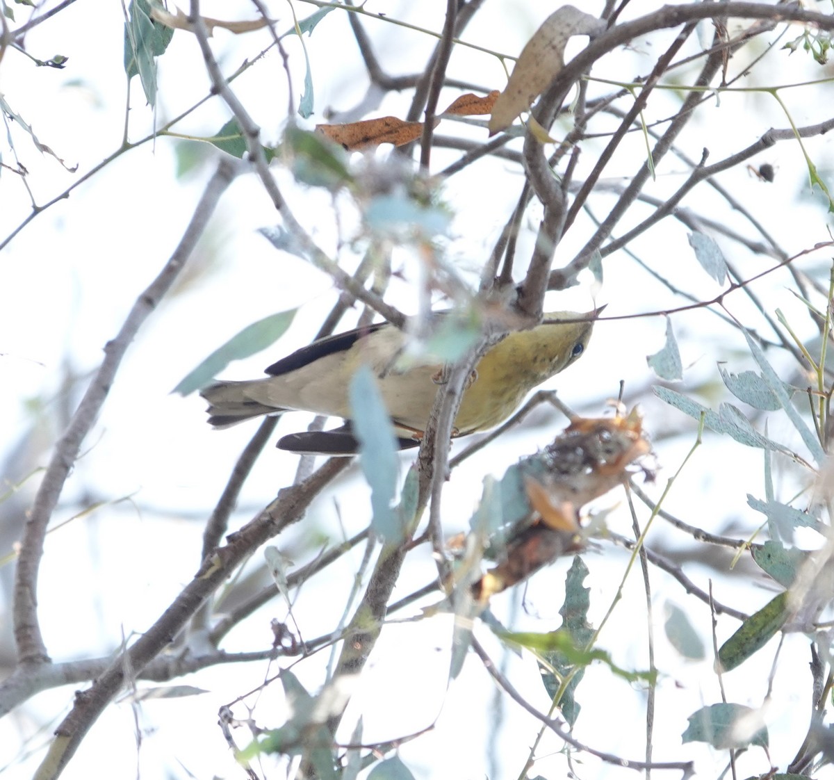 Blackpoll Warbler - Sylvia Afable