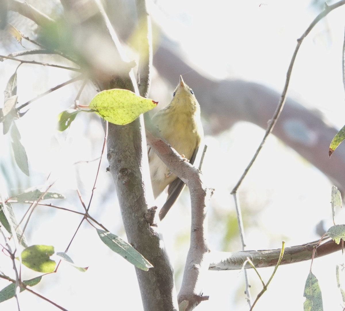 Blackpoll Warbler - ML623776987