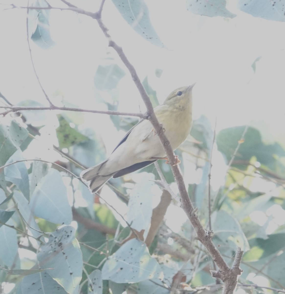 Blackpoll Warbler - ML623776988