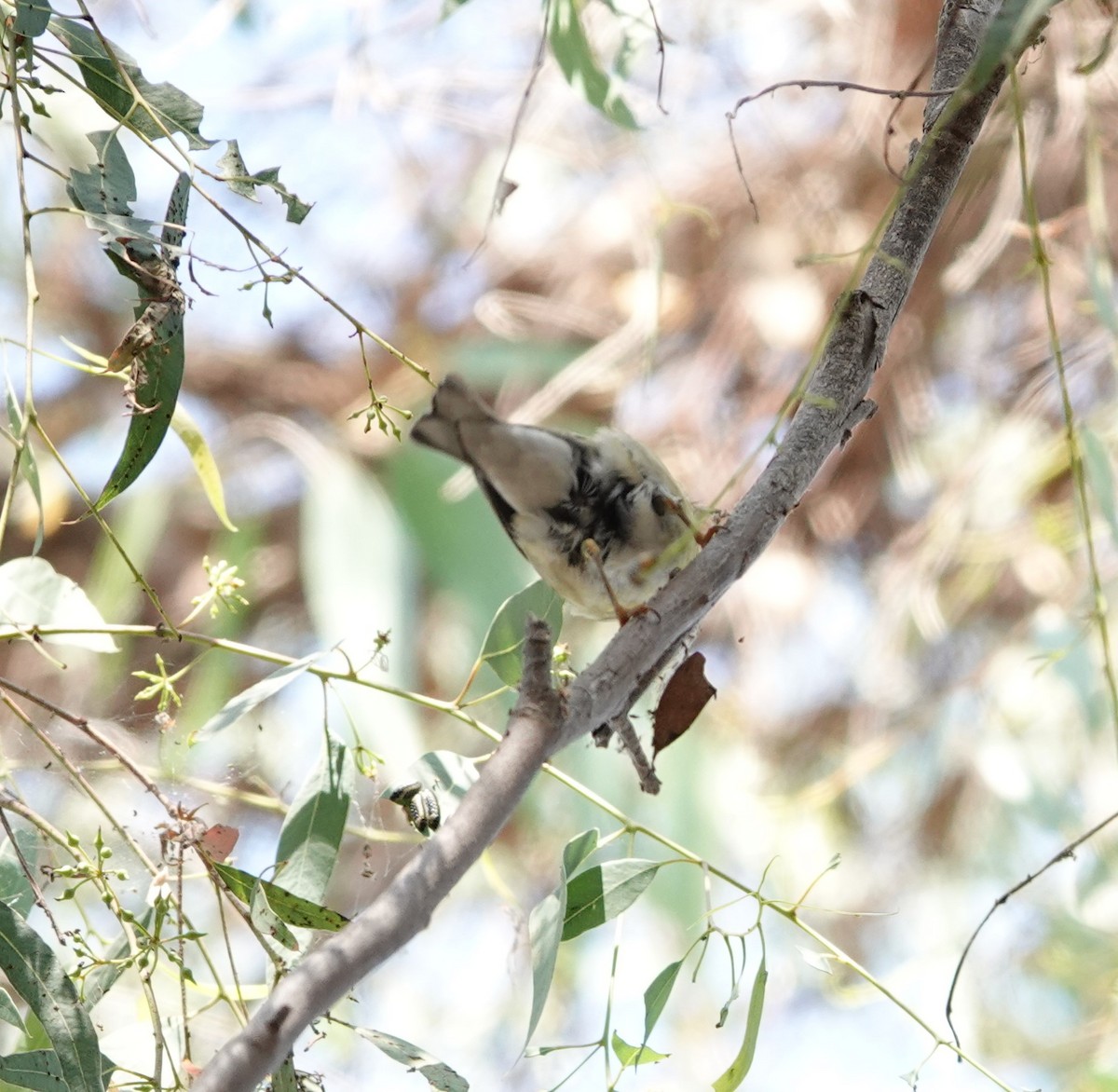 Blackpoll Warbler - ML623776989