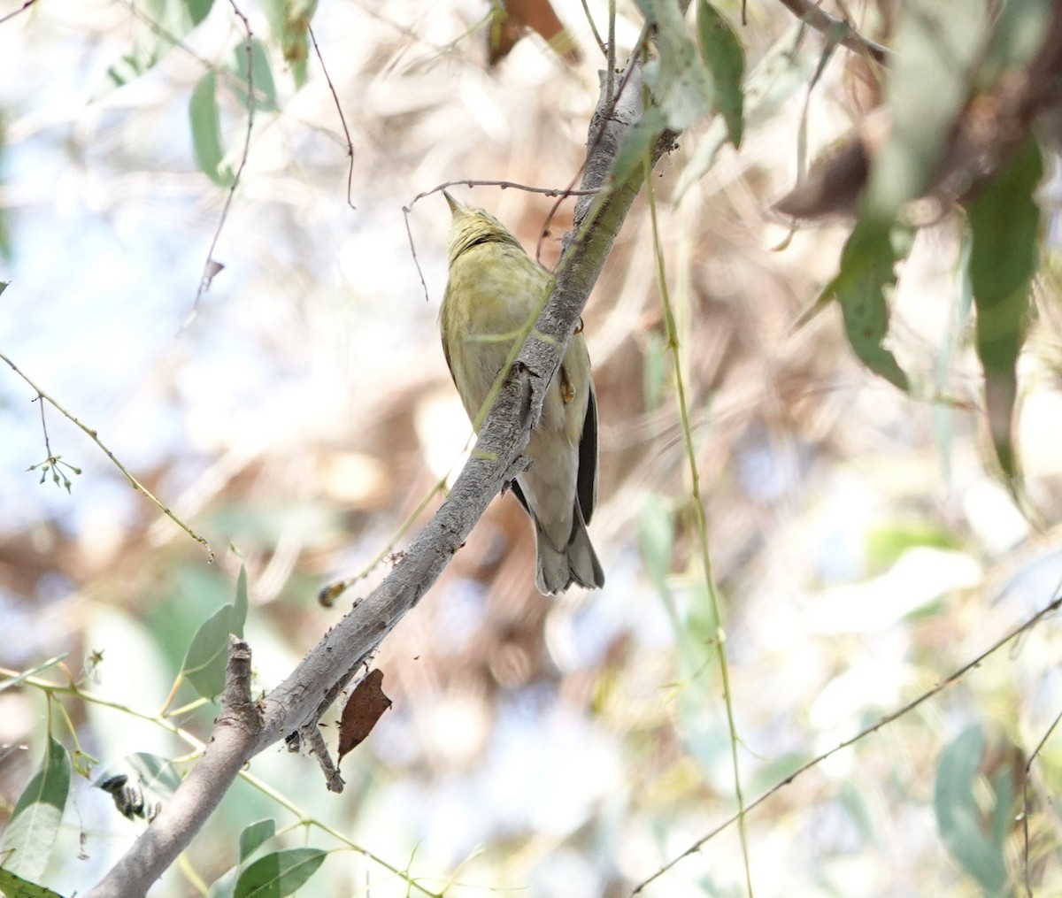 Blackpoll Warbler - ML623776990