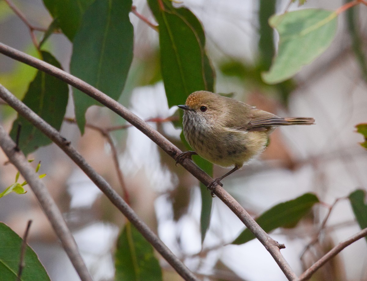 Brown Thornbill - ML623776997