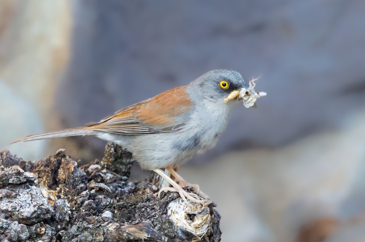 Yellow-eyed Junco - ML623777033