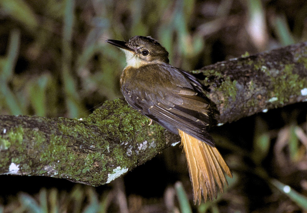 Tropical Royal Flycatcher - ML623777050