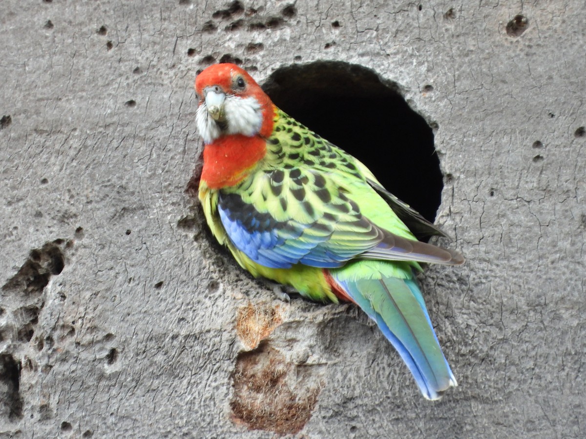 Rosella orientale - ML623777092