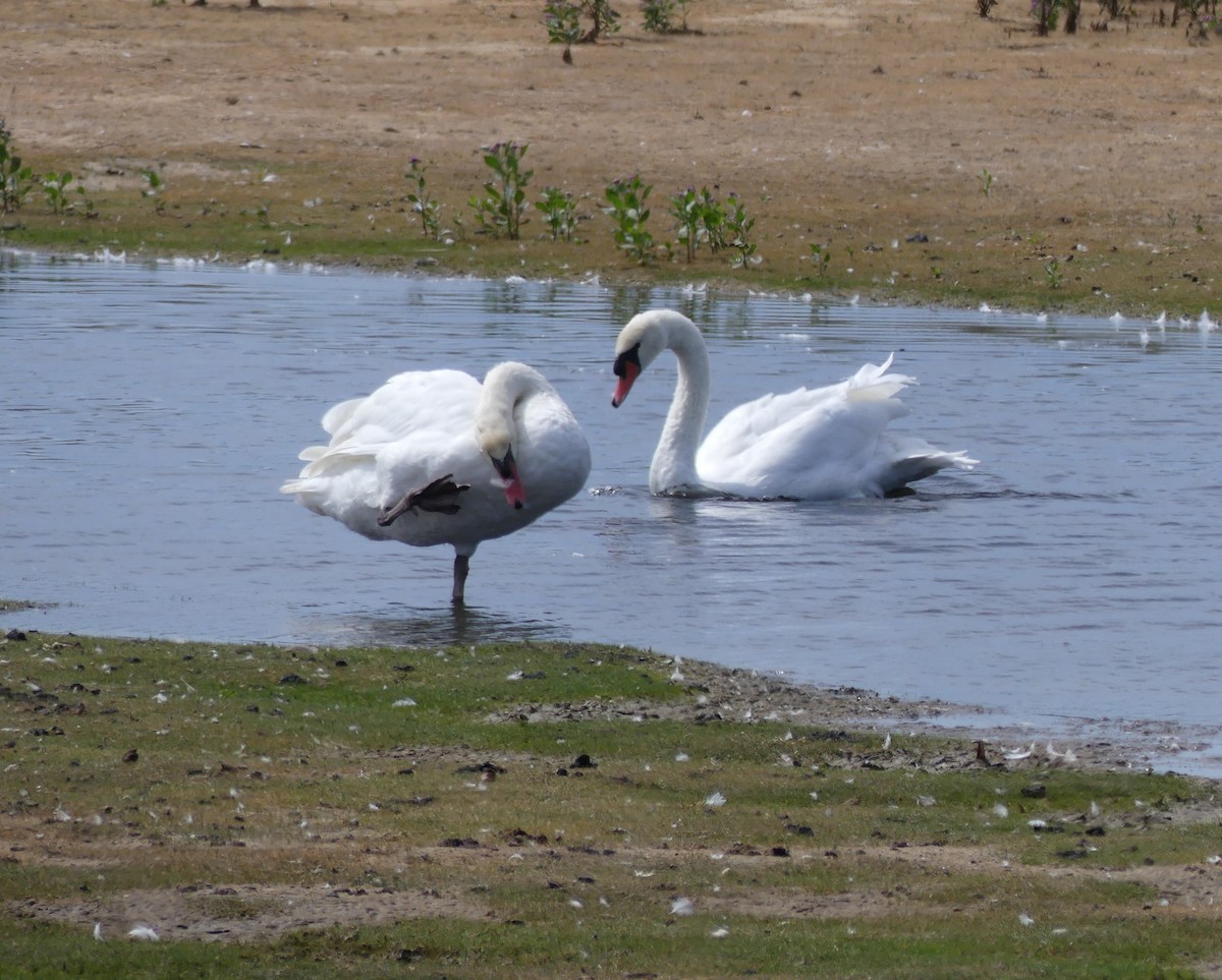 Mute Swan - ML623777094