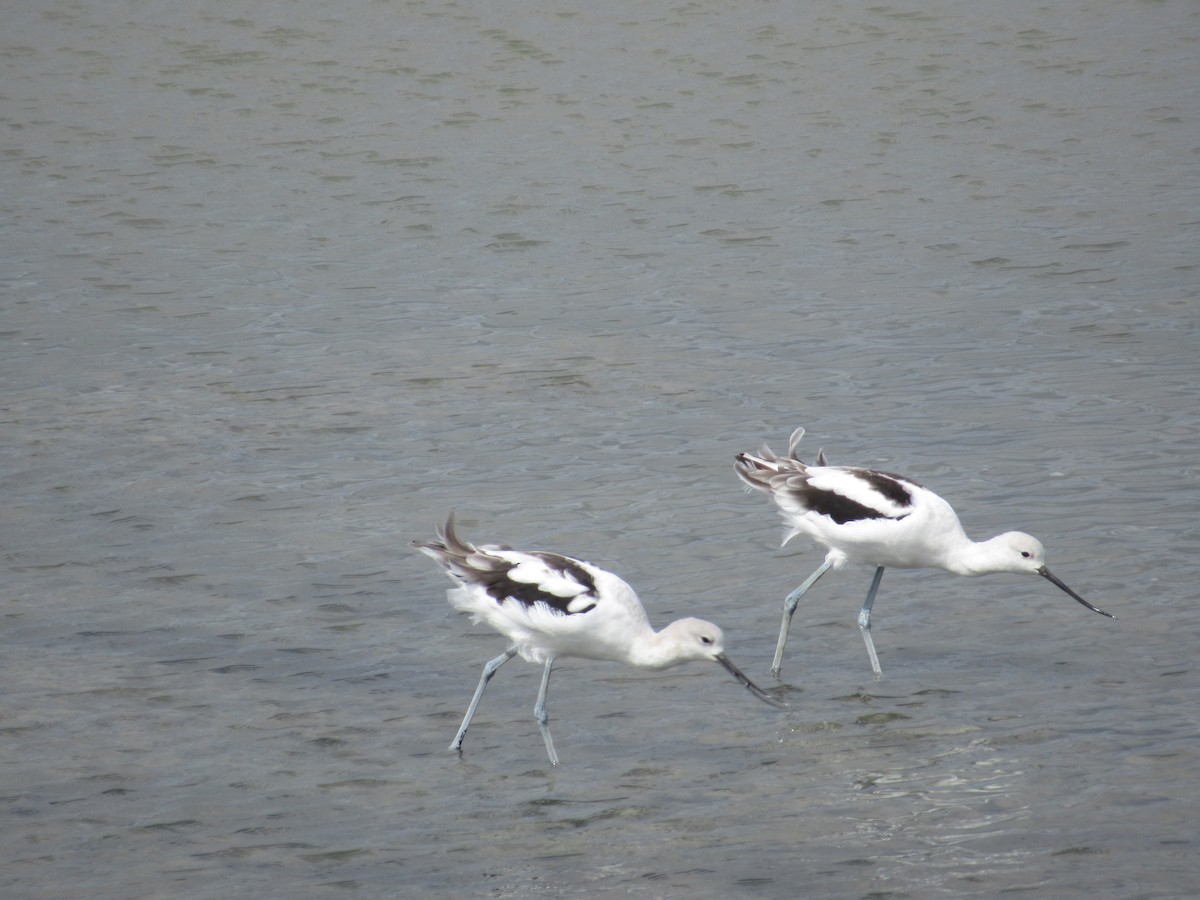 Avoceta Americana - ML623777096