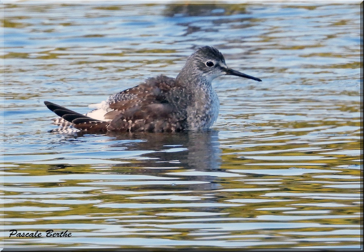 Lesser Yellowlegs - ML623777100