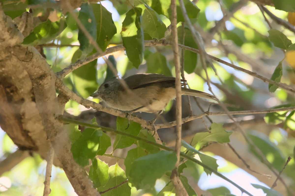 Oak Titmouse - ML623777110