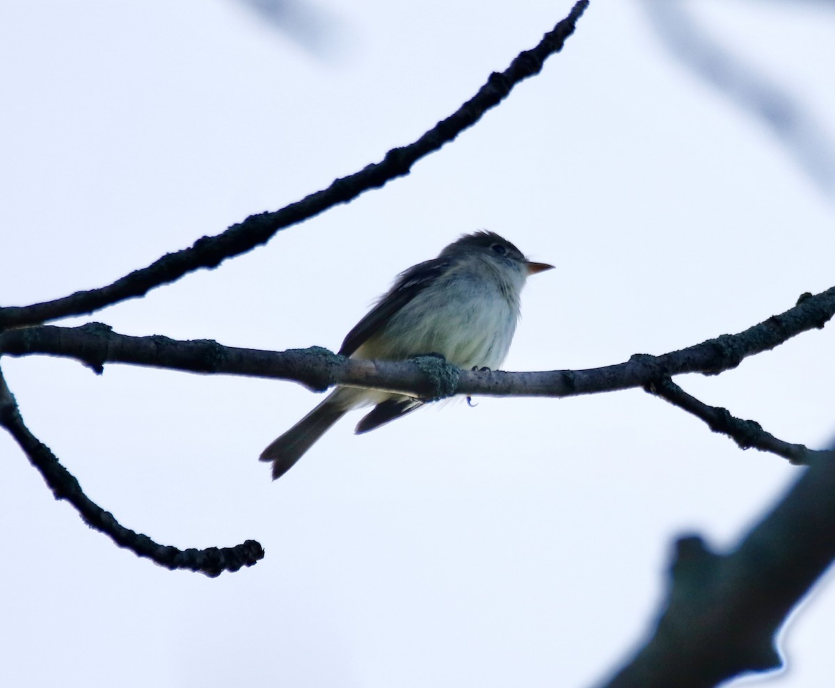 Least Flycatcher - ML623777132