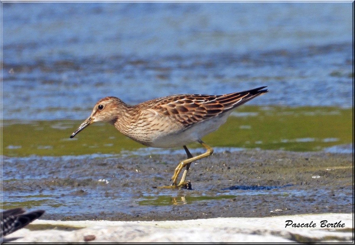 Pectoral Sandpiper - ML623777145