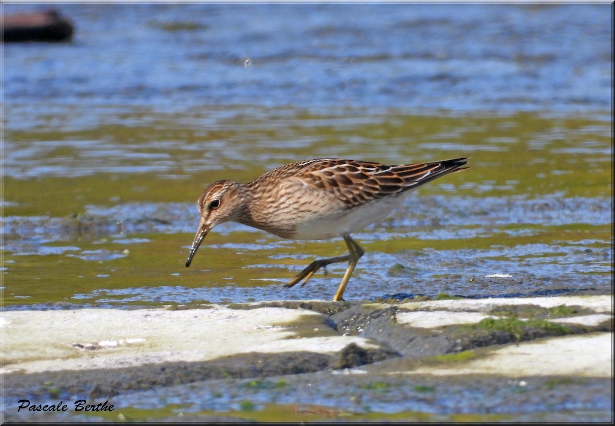 Pectoral Sandpiper - Pascale Berthe